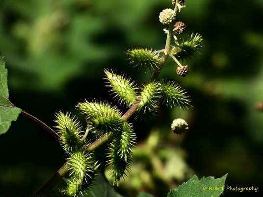 {Xyris sp.}
